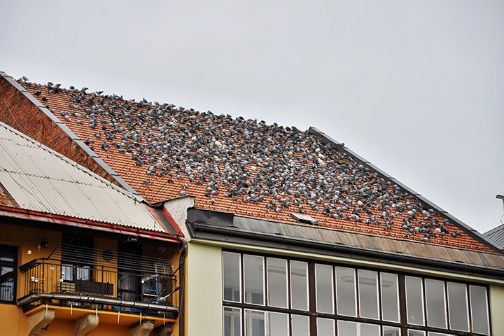 A2B Pest Control are able to install spikes to deter birds from roofs in Bromley By Bow. 
