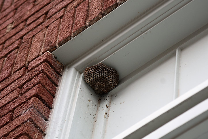 We provide a wasp nest removal service for domestic and commercial properties in Bromley By Bow.